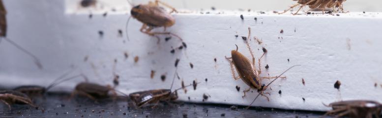 main of There Are So Many Different House Pests That Come Looking to Share a Person's Home