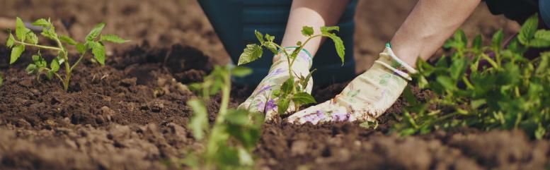 main of Gardening Brings Joy While Also Being Beneficial In Multiple Ways