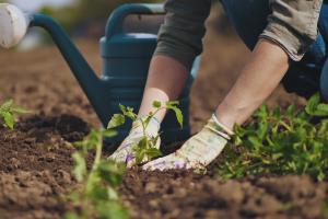 thumbnail of Gardening Brings Joy While Also Being Beneficial In Multiple Ways